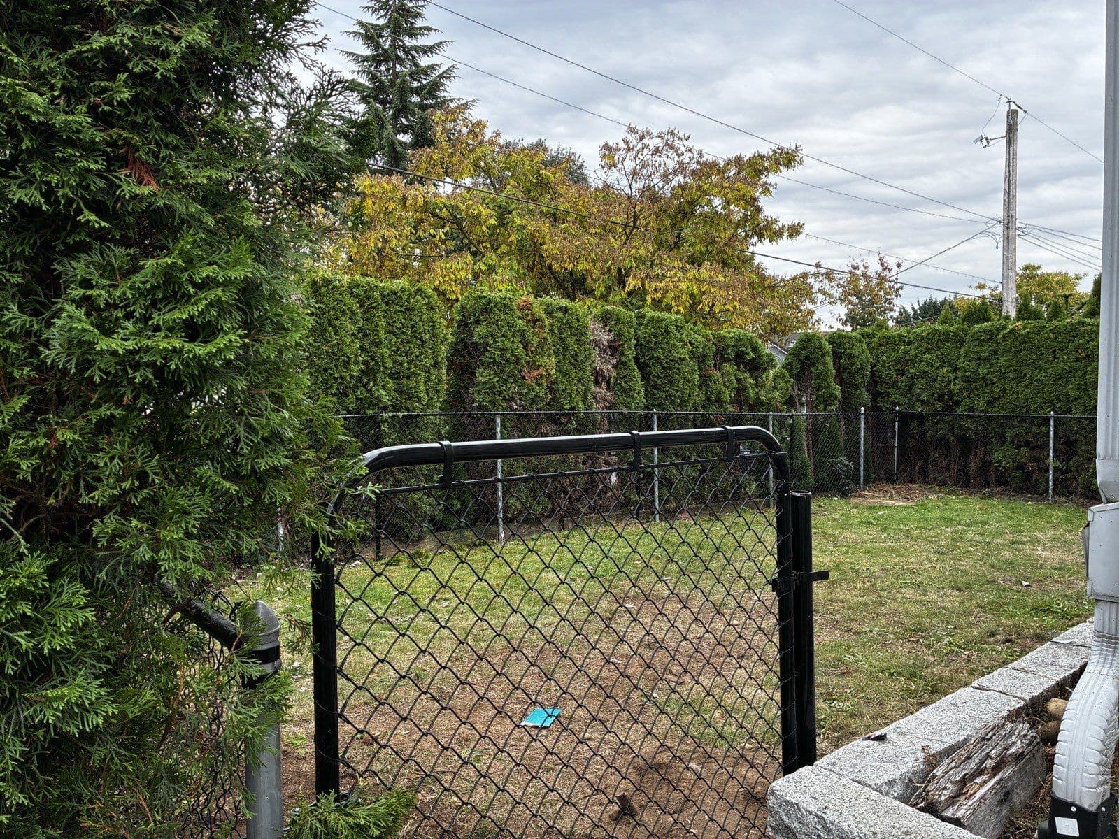 Hedge Replacement & Chain Link Fence — Richmond