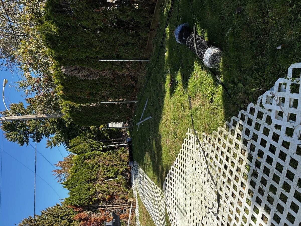 Hedge Replacement & Chain Link Fence — before